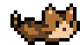 lightbrown cat pet
