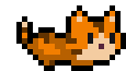 orange cat pet